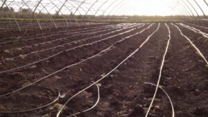 شبكة الرى بالتنقيط